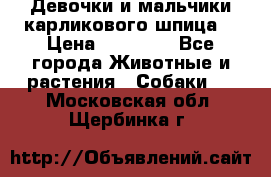 Девочки и мальчики карликового шпица  › Цена ­ 20 000 - Все города Животные и растения » Собаки   . Московская обл.,Щербинка г.